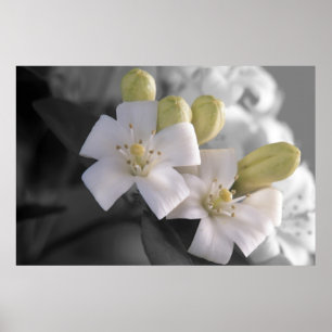 Poster Fleur blanche