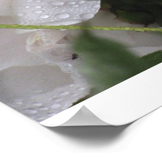 Poster Fleur blanche (Coin)