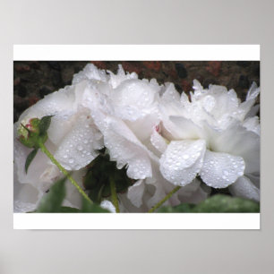 Poster Fleur blanche