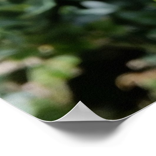 Poster fleur blanche brillante (Coin)