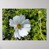 Poster fleur blanche brillante (Devant)