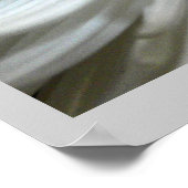 Poster Fleur blanche Chrysanthemum Fleur Fleurs Photo (Coin)