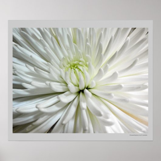 Poster Fleur blanche Chrysanthemum Fleur Fleurs Photo (Devant)