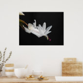 Poster Fleur blanche de cactus de Noël (Cuisine)