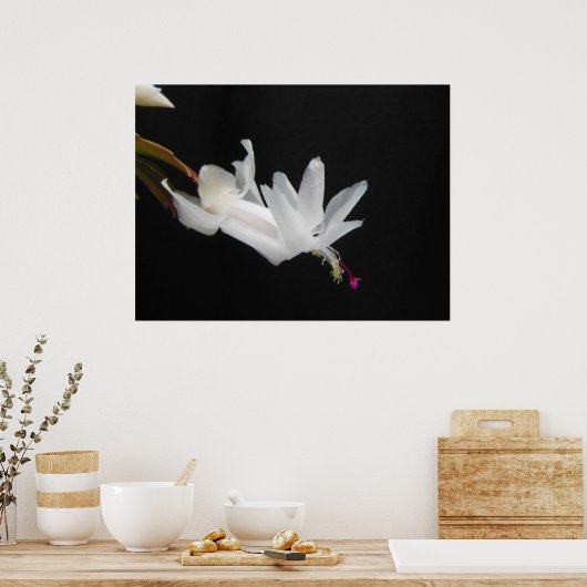 Poster Fleur blanche de cactus de Noël (Cuisine)