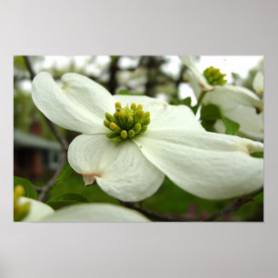 Poster Fleur blanche de cornouiller