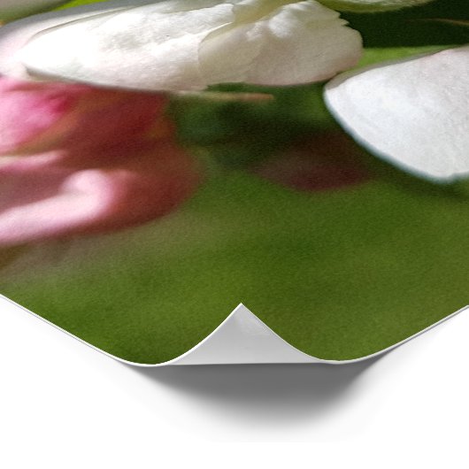 Poster Fleur blanche de pommier. Printemps (Coin)