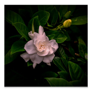Poster Fleur blanche délicate