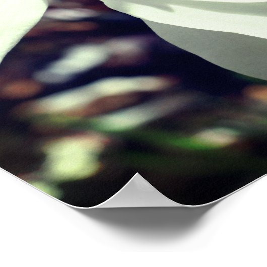 Poster Fleur Blanche Magnolia Grosso (Coin)