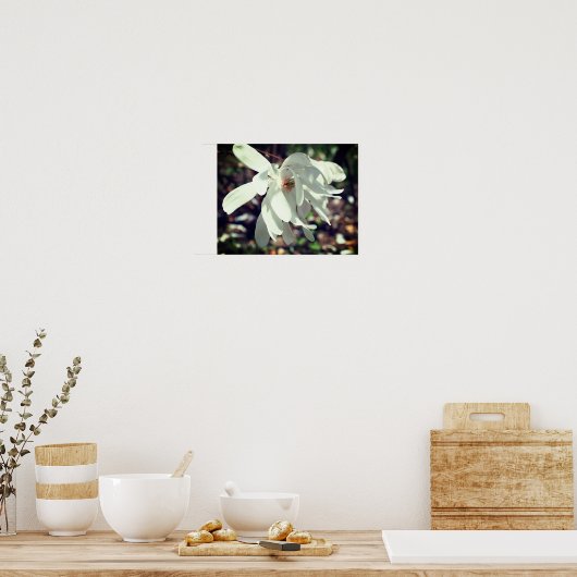 Poster Fleur Blanche Magnolia Grosso (Cuisine)