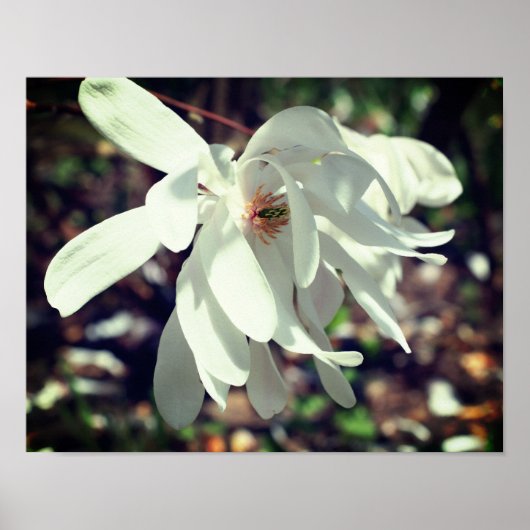 Poster Fleur Blanche Magnolia Grosso (Devant)