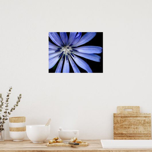 Poster Fleur bleue Chicory Wild (Cuisine)