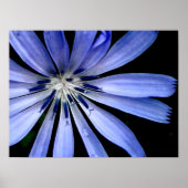 Poster Fleur bleue Chicory Wild (Devant)