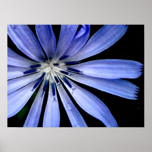 Poster Fleur bleue Chicory Wild