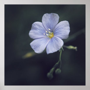 Poster Fleur bleue de lin sur l'arrière - plan foncé