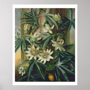 Poster Fleur bleue de passion pour le "temple de Flora"