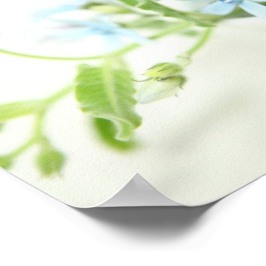 Poster Fleur bleue et blanche. (Coin)