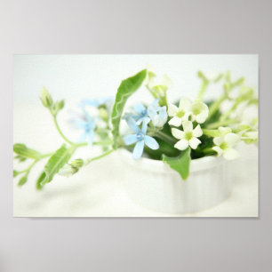 Poster Fleur bleue et blanche.