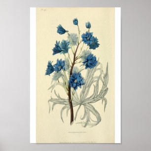 Poster Fleur bleue vintage de pied-d'alouette