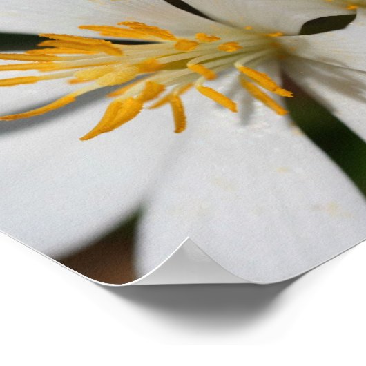 Poster Fleur Bloodroot Blanc Fermer miroir Abstrait (Coin)