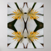 Poster Fleur Bloodroot Blanc Fermer miroir Abstrait (Devant)