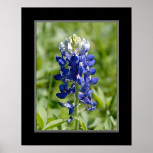 Poster Fleur Blubonnet Texas 16x20