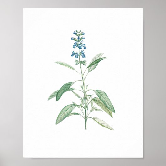 Poster Fleur botanique vintage Sage (Devant)