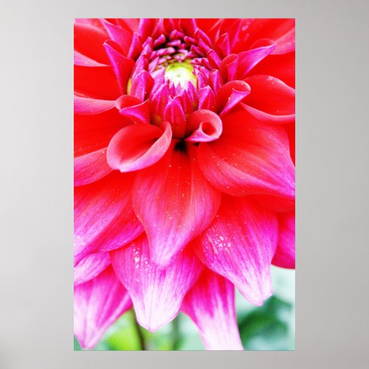 Poster Fleur brillante (Devant)