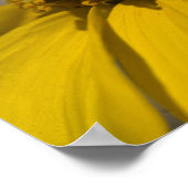 Poster Fleur Brittlebrush du désert (Coin)