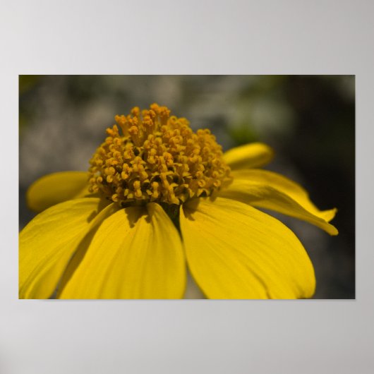 Poster Fleur Brittlebrush du désert (Devant)