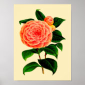 Poster Fleur Camellia vintage #3 (Devant)