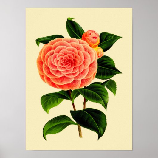 Poster Fleur Camellia vintage #3 (Devant)