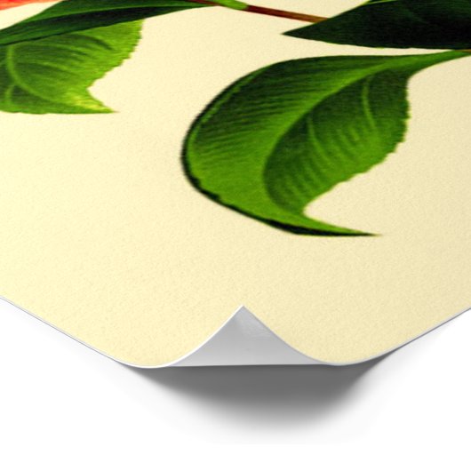 Poster Fleur Camellia vintage #3 (Coin)