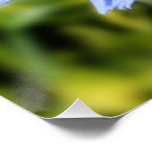 Poster Fleur chicorée (Coin)