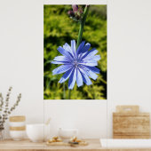 Poster Fleur chicorée (Cuisine)