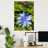 Poster Fleur chicorée (Bureau à domicile)