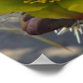 Poster Fleur Cholla Cactus (Coin)