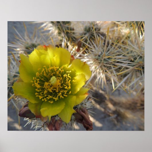 Poster Fleur Cholla Cactus (Devant)