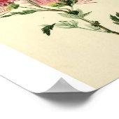 Poster Fleur Chrysanthème rose vintage (Coin)