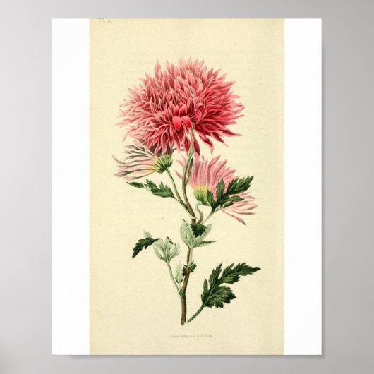 Poster Fleur Chrysanthème rose vintage (Devant)
