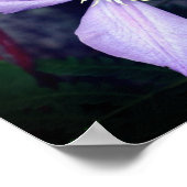 Poster Fleur Clematis à simple lavande (Coin)