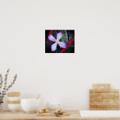 Poster Fleur Clematis à simple lavande (Cuisine)