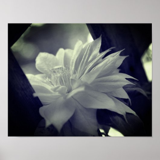 Poster Fleur Clematis Nichée Noir Et Blanc (Devant)