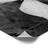 Poster Fleur Clematis Simple Noir Et Blanc (Coin)