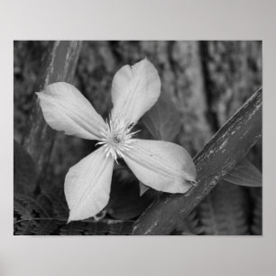 Poster Fleur Clematis Simple Noir Et Blanc