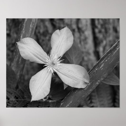 Poster Fleur Clematis Simple Noir Et Blanc (Devant)