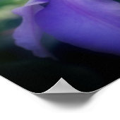 Poster Fleur Clematis violette souple (Coin)