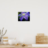 Poster Fleur Clematis violette souple (Cuisine)