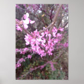 Poster Fleur complète (Devant)