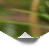 Poster Fleur Cosmos Rose 2 (Coin)